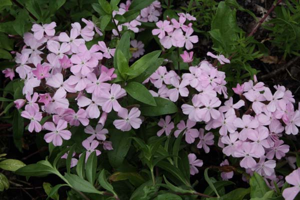 Saponaria sicula intermedia 'Sigurd'