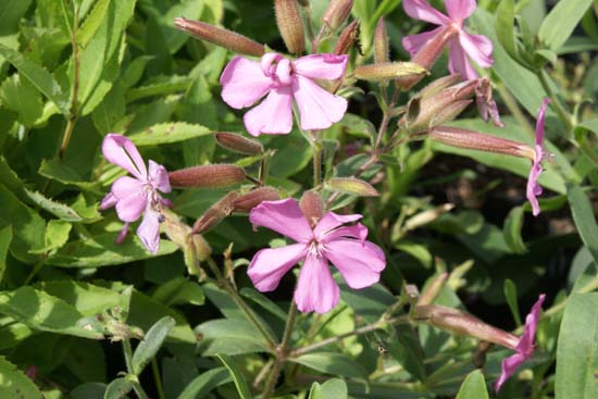 Saponaria x lempergii 'Fritz Lemperg'