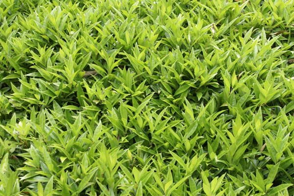 Sarcococca hookeriana var. humilis