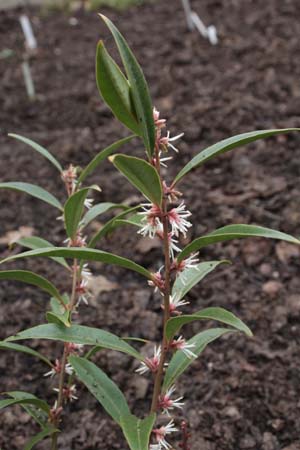 Sarcococca hookeriana 'Purple Stem'