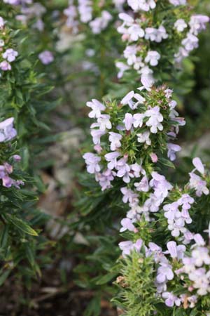 Satureja montana 'Caerulea'
