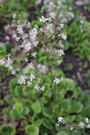 Saxifraga x geum 'Dentata'