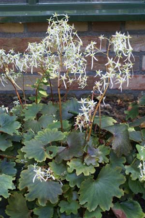 Saxifraga