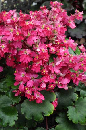 Saxifraga fortunei 'Gokka'