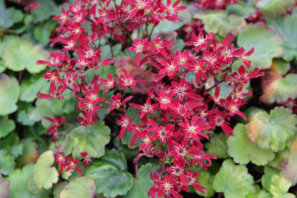 Saxifraga fortunei 'Beni Tsukasa'