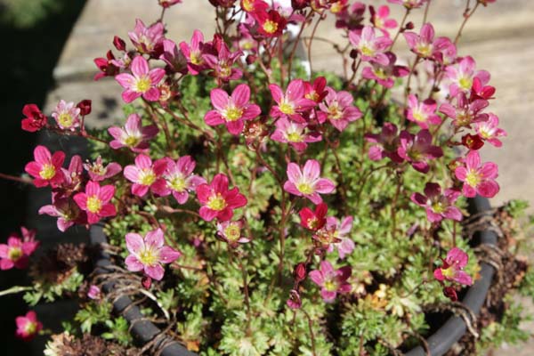 Saxifraga x arendsii 'Peter Pan'