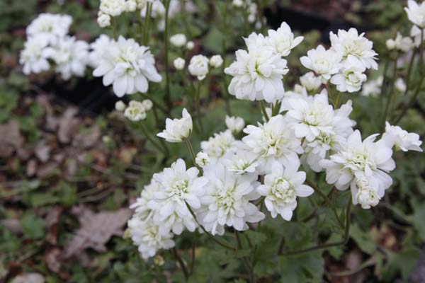 Saxifraga granulata 'Pleniflora'