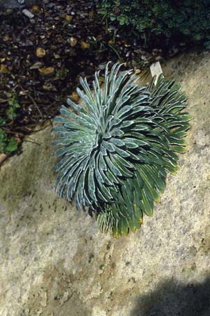 Saxifraga longifolia hybride