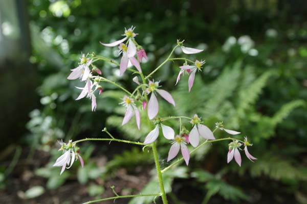Saxifraga nipponica 'Pink Pagoda'