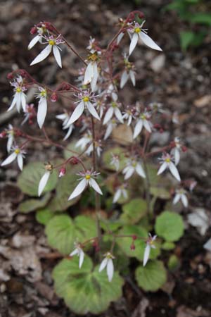 Saxifraga stolonifera 'Kinki Purple'