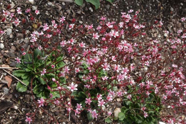 Saxifraga umbrosa 'Clarence Elliott'