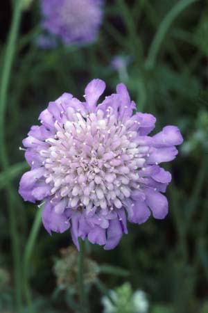 Scabiosa 'Butterfly Blue'