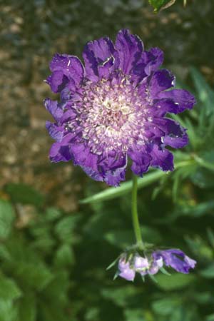 Scabiosa caucasica 'Fama'
