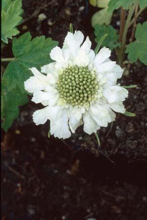 Scabiosa caucasica 'Perfecta Alba'