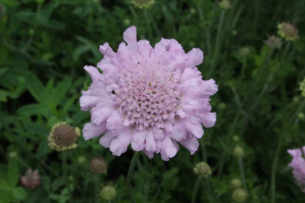 Scabiosa