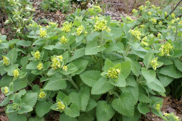 Scrophularia vernalis