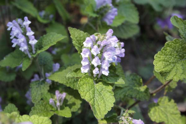 Scutellaria maekawae BSWJ5557a