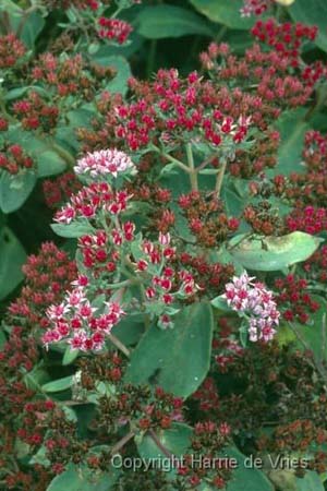 Sedum 'Abbey Dore'
