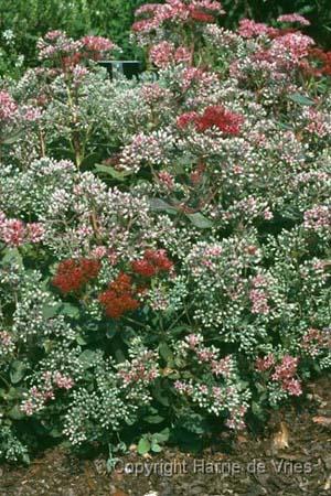 Sedum 'Abbey Dore'
