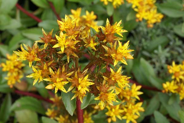 SEDUM aizoon 'Euphorbioides'