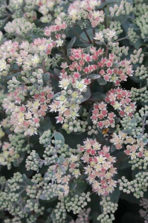 Sedum 'Aquarel'