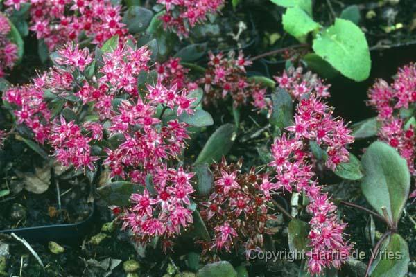Sedum 'Bertram Anderson'