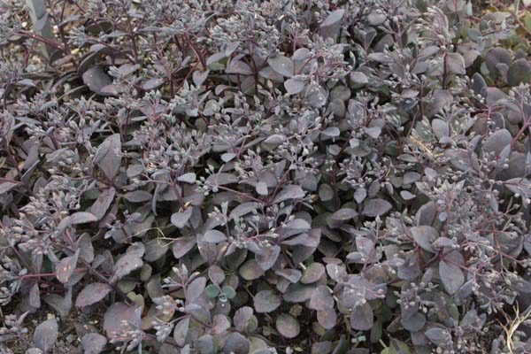 Sedum 'Bertram Anderson'