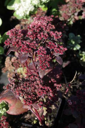SEDUM 'Blue Pearl'