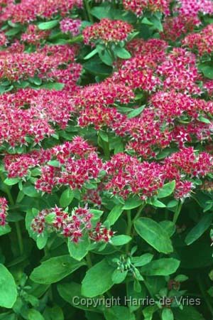 Sedum