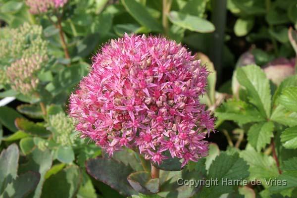 SEDUM 'Carl'