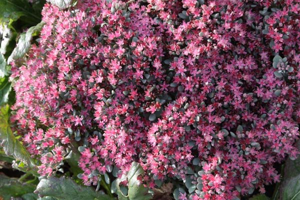 Sedum cauticola 'Lidakense'