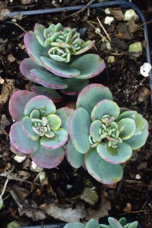 SEDUM cauticolum 'Purpurine'