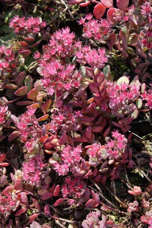 Sedum cauticola 'Lidakense'