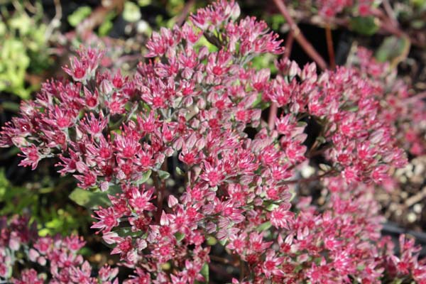 SEDUM cauticola 'Robustum'