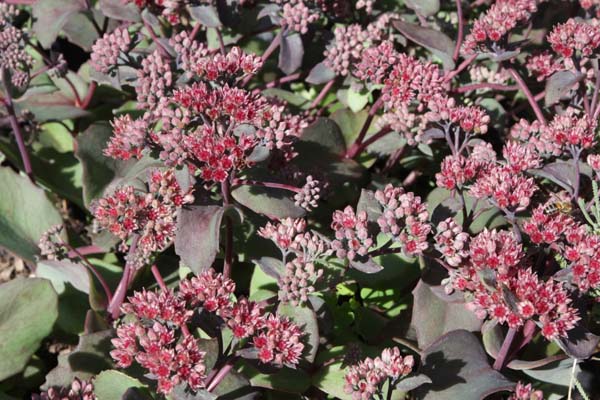 SEDUM 'Dark Red Stem' (roodsteel)