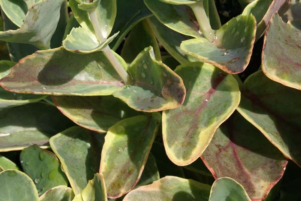 Sedum 'Diamond Edge'