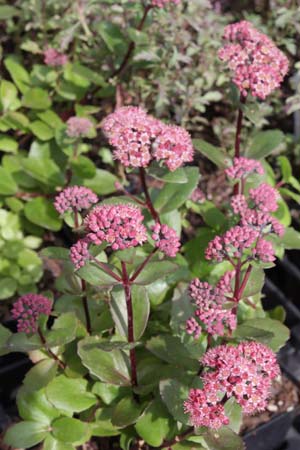 Sedum 'Double Martini'