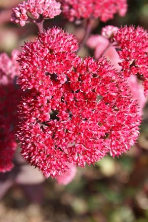 SEDUM 'Drachenblut'