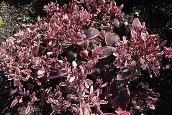 SEDUM 'Dream Dazzler'