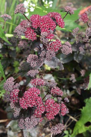 SEDUM telephium ex 'March. Best Red'