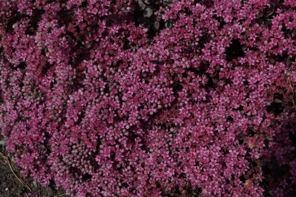 Sedum 'Firecracker'