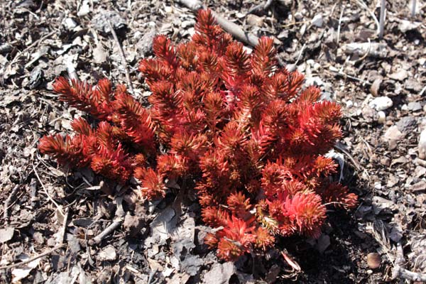 SEDUM hakonense 'Chocolate Ball'