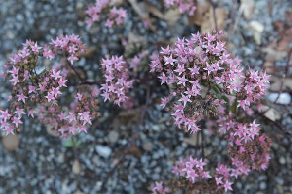 Sedum 'Jade Tuffet'