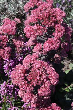 Sedum 'Jessica'