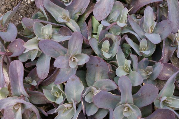 Sedum 'Karfunkelstein'