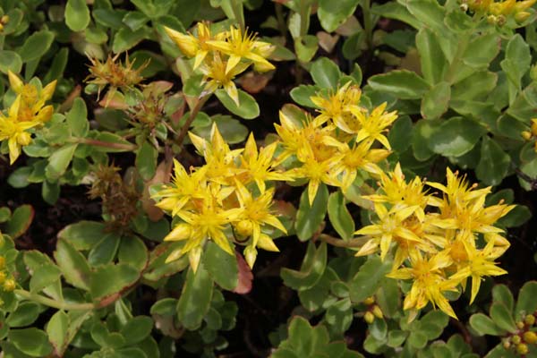 Sedum kamtschaticum