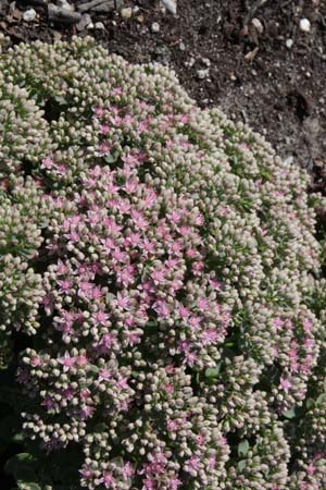 Sedum 'Lime Zinger'