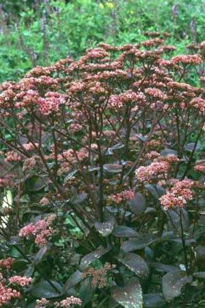 Sedum maximum 'Atropurpureum'