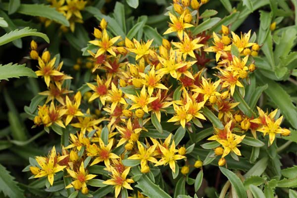 Sedum middendorfianum striatum