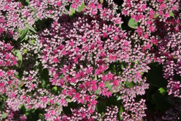 Sedum 'Pillow Talk'